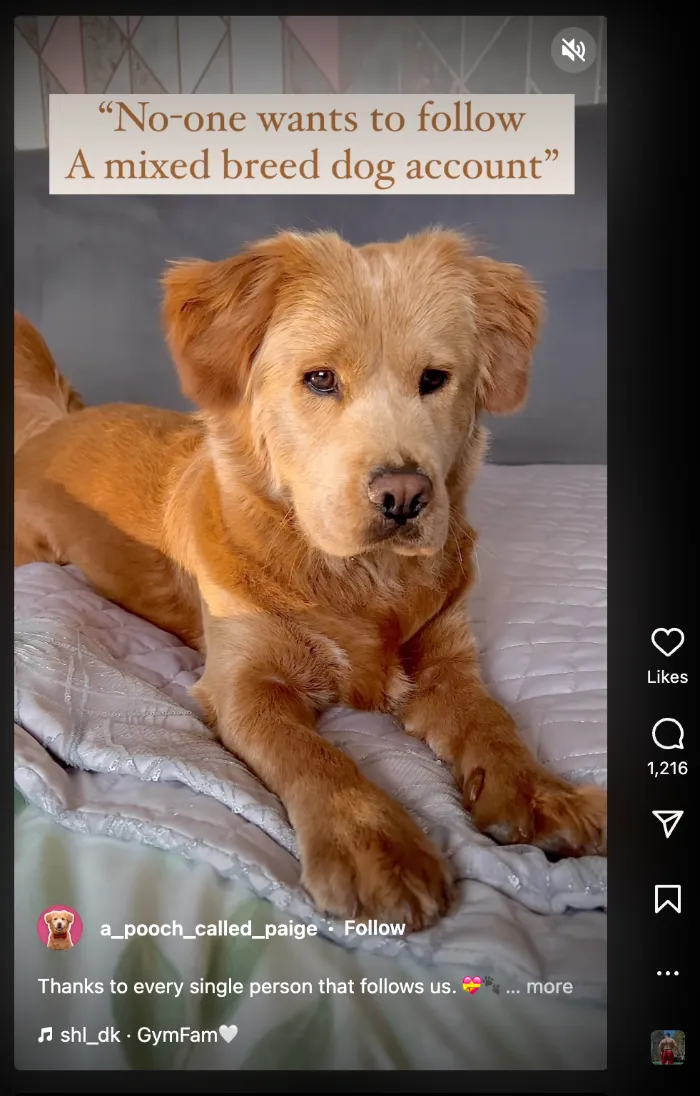 Video Reels Video Reels