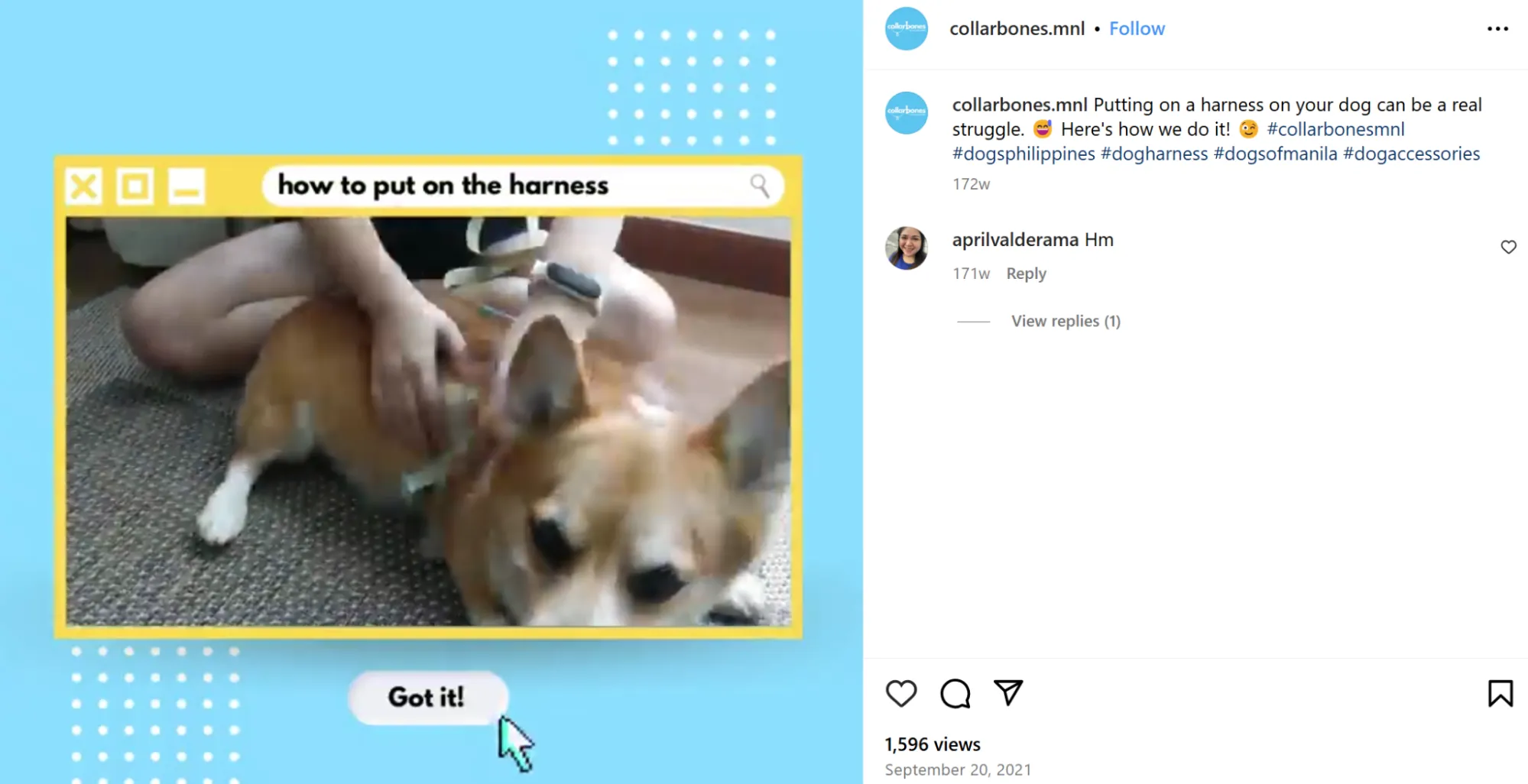 Dog harness tutorial shared as content example